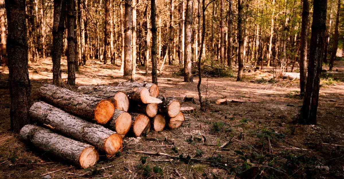Forêt communale de Chabannes